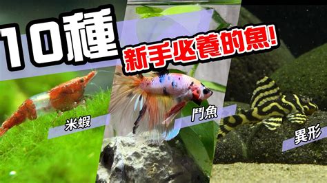 養魚|10種激推!給新手的魚~養這些!讓你告別養魚殺手~【憩魚水族】